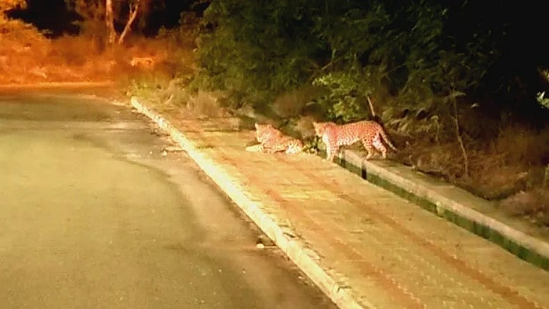 Two leopards seen camping on DRDO campus at Nayakanahatti, Chitradurga district, on Friday night.