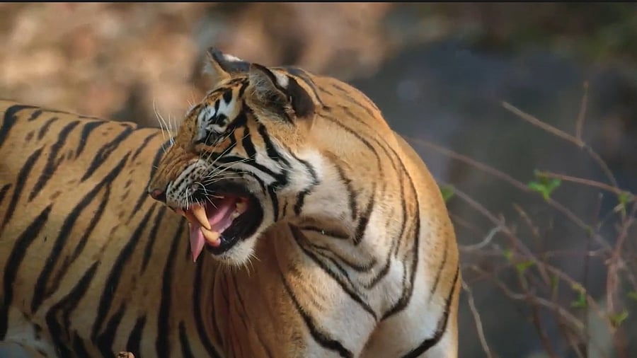 A tiger from 'Project Tiger'.