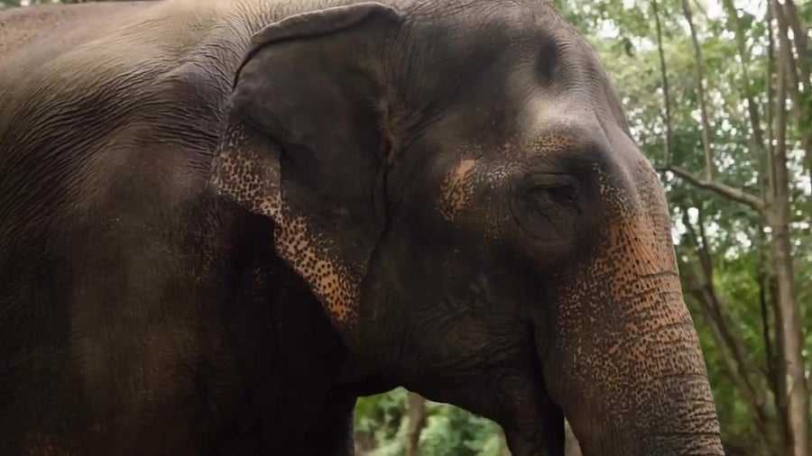 <div class="paragraphs"><p>36-year-old female elephant Mahadevi</p></div>