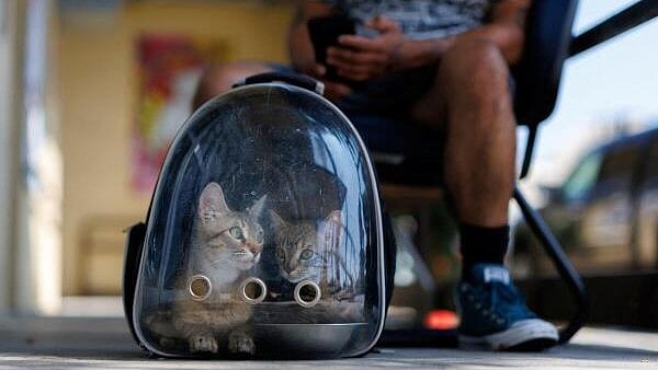 <div class="paragraphs"><p>A man drops off two stray kittens in a clear plastic backpack at the County of Los Angeles Department of Animal Care and Control as the shelter struggles with overcrowding caused by pets abandoned during recent ICE raids, in Downey, California, U..</p></div>