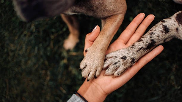 <div class="paragraphs"><p>Image of two dog paws in owners hand.</p></div><div class="paragraphs"><p><br></p></div>
