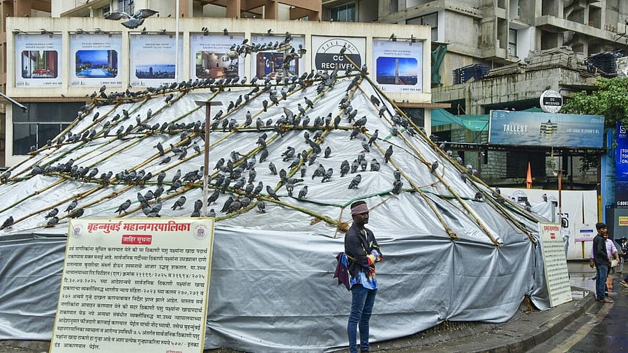 <div class="paragraphs"><p>A man stands next to a 'kabutarkhana' covered in sheets by BMC, at Dadar.</p></div>