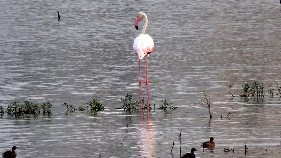 <div class="paragraphs"><p>The greater flamingo spotted in the shallow waters of Varthur Lake. </p></div>
