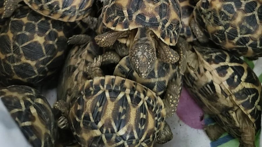 <div class="paragraphs"><p>A consignment of 896 Indian star tortoises was seized by customs officials at Bengaluru’s Kempegowda International Airport on Tuesday. </p></div>