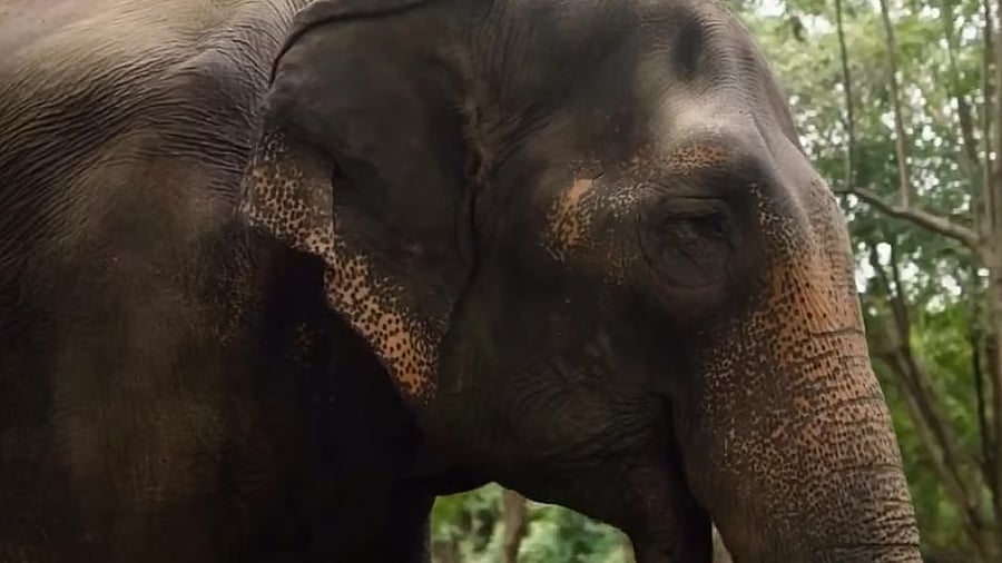 <div class="paragraphs"><p>36-year-old female elephant Mahadevi</p></div>