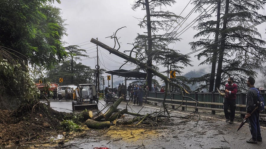 <div class="paragraphs"><p>Restoration work underway after an uprooted trees blocks a road after a landslide triggered by heavy rains, in Shimla, Wednesday, Aug. 6, 2025.</p></div>