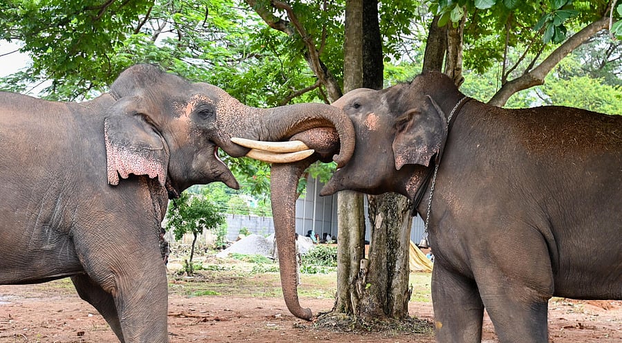 <div class="paragraphs"><p>Dasara elephants&nbsp;at Mysuru's Aranya Bhavan.</p></div>