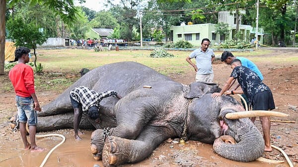 <div class="paragraphs"><p>Caretakers of Elephants give a shower to a Dasara Elephant relaxing at Aranya Bhavan premises in Mysuru. </p><p></p></div>