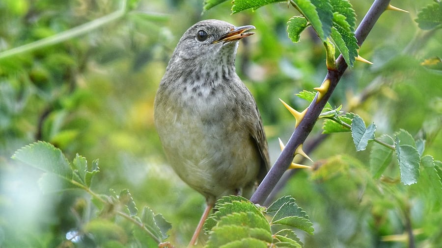 <div class="paragraphs"><p>The long-billed bush warbler spotted last month.&nbsp;</p></div>