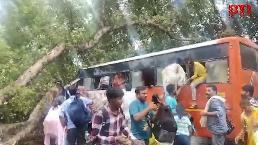 <div class="paragraphs"><p>The passengers sitting in the front were buried under the massive tree.</p></div>