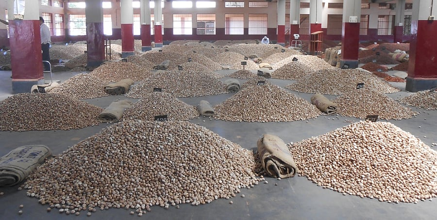 <div class="paragraphs"><p>Chali arecanut brought for sale at the TMS Co-operative Society in Sirsi. </p><p></p></div>
