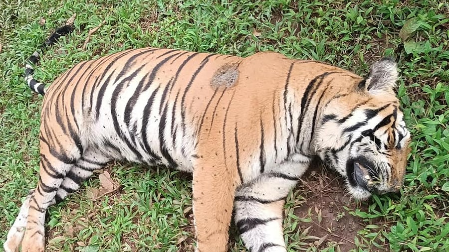 <div class="paragraphs"><p>The deceases tigress</p></div>