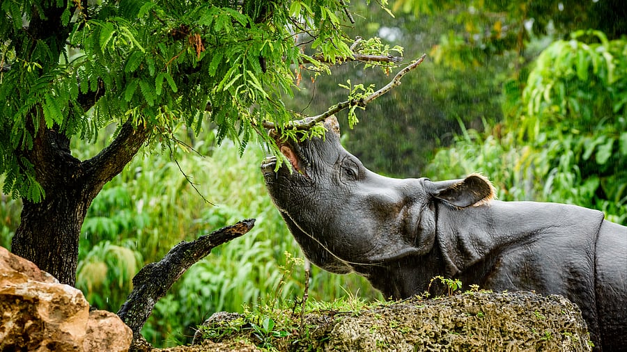 <div class="paragraphs"><p>Representative image showing a rhino</p></div>