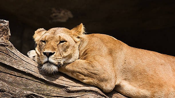 <div class="paragraphs"><p>Representative photo of a lioness. </p></div>