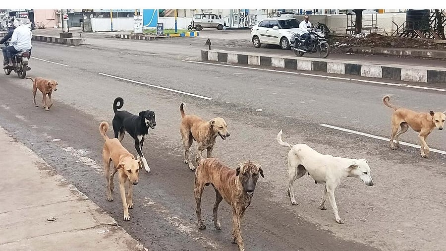 <div class="paragraphs"><p>Officials say street food vendors and residents discarding leftovers on roads and drains had been attracting stray dogs, particularly in market areas, contributing to the surge in bites.</p></div>