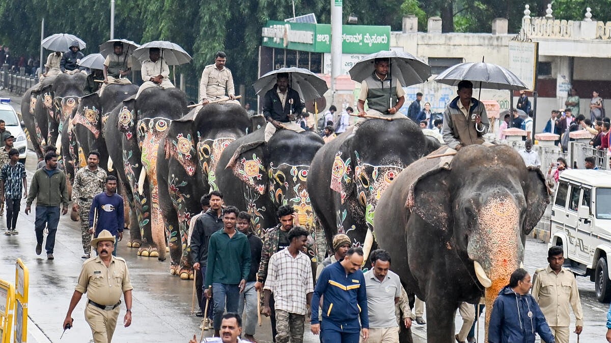Dasara Elephants Weighed: Bheema Tops at 5,465 kg, Abhimanyu Second