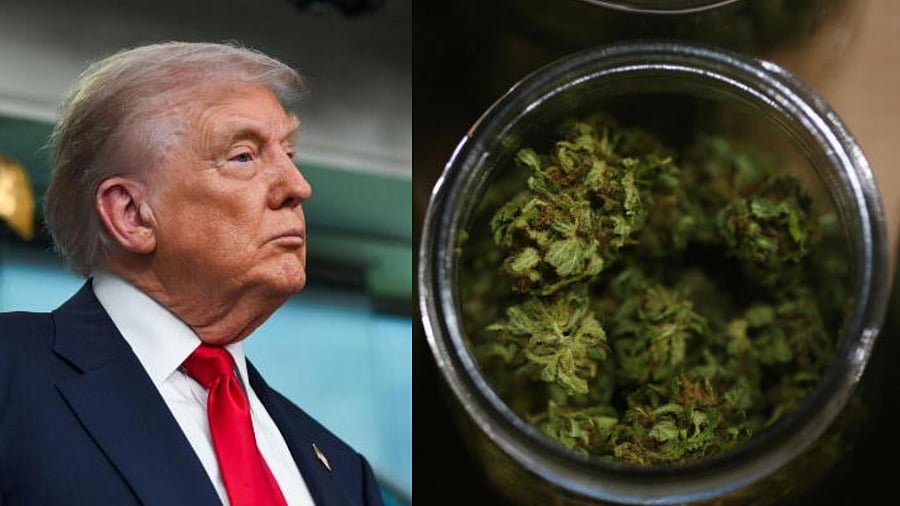 <div class="paragraphs"><p>Donald Trump (L) and image showing marijuana flowers (R).</p></div>