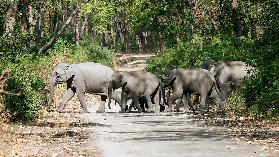 <div class="paragraphs"><p>Herd of Elephants crossing road inside wildlife reserve.</p></div><div class="paragraphs"><p>Photo for representational purpose.</p></div>