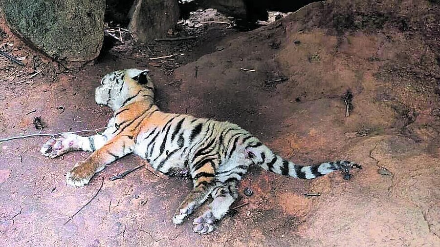 <div class="paragraphs"><p>A tiger cub was found dead at Cauvery Wildlife Sanctuary limits, in Hanur taluk, Chamarajanagar district.&nbsp;</p></div>