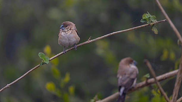 <div class="paragraphs"><p>Representative image showing birds.&nbsp;</p></div>