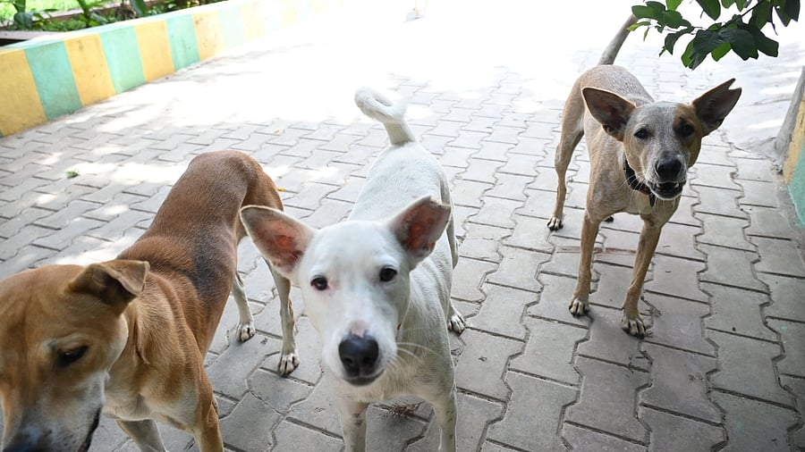 <div class="paragraphs"><p>According to the BBMP’s ARV report, 50,055 dogs have been injected in the city. </p></div>