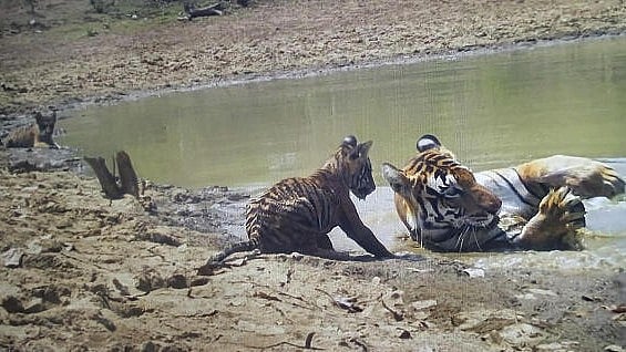 <div class="paragraphs"><p>Tigers in a tiger reserve. (representative image)</p></div>