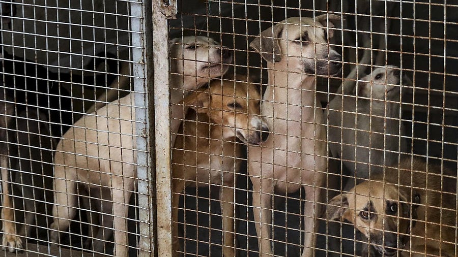 <div class="paragraphs"><p>Stray dogs at a dog shelter at Sector 34 area, in Noida, Gautambuddha Nagar district, Uttar Pradesh, Aug. 11, 2025.</p></div>