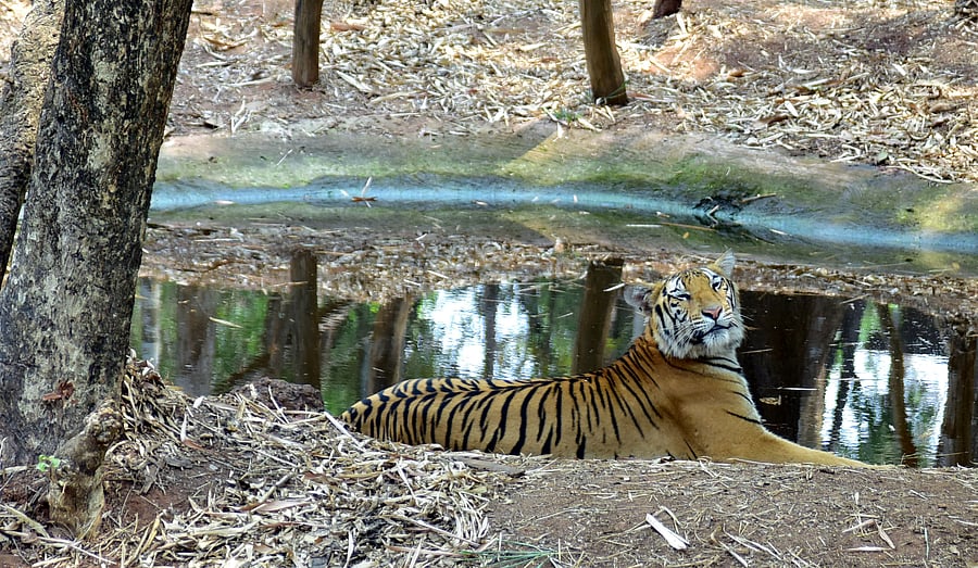 <div class="paragraphs"><p>Tiger at Pilikula Biological Park</p></div>