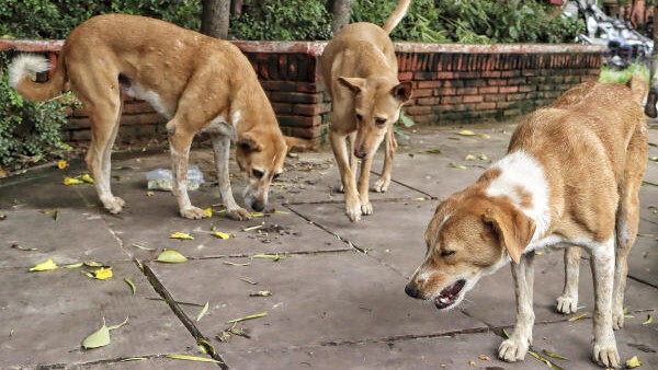 <div class="paragraphs"><p>Stray dogs being fed on a roadside at KG Marg, in New Delhi</p></div>