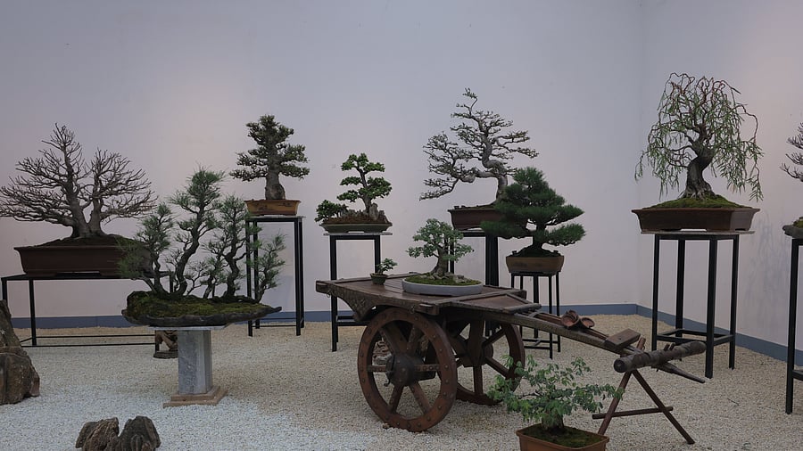Miniature trees on display at an exhibition.