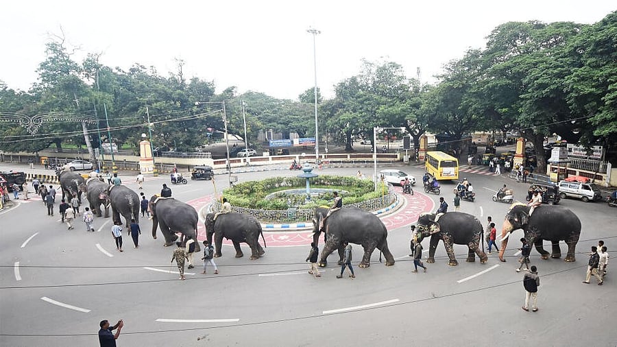 <div class="paragraphs"><p>The first batch of nine Dasara elephants during their training on the first day on the Dasara Jamboo Savari procession route, in Mysuru, Tuesday</p></div>