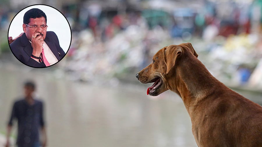 <div class="paragraphs"><p>Image showing CJI B R Gavai and a stray dog.</p></div>
