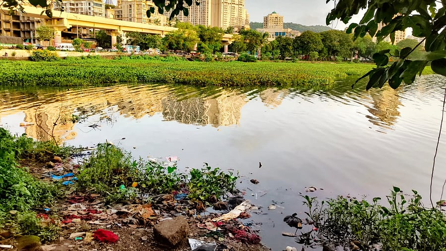 <div class="paragraphs"><p>Powai lake. </p></div>