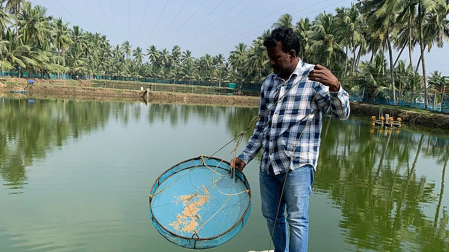 <div class="paragraphs"><p>Amid tariff woes, AP to promote domestic consumption of shrimps</p></div>