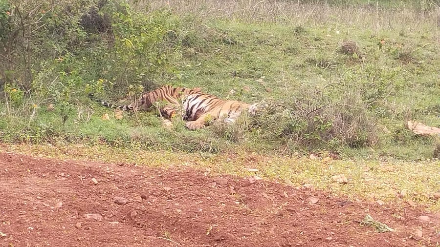 <div class="paragraphs"><p>Photo of the injured tiger. </p></div>