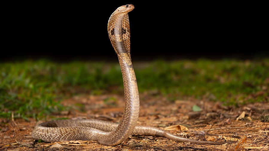 <div class="paragraphs"><p>An Indian spectacled cobra, a member of the Elapidae family of snakes, on the IISc campus.</p></div>