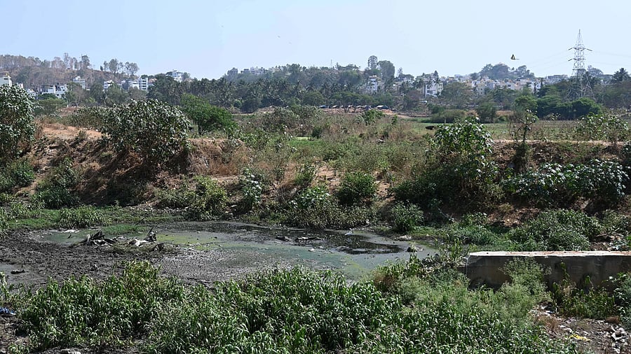 <div class="paragraphs"><p>Hosakerehalli Lake. </p></div>