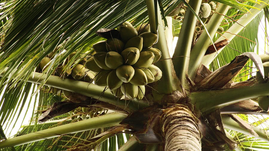 <div class="paragraphs"><p>Representative image of a coconut tree</p></div>