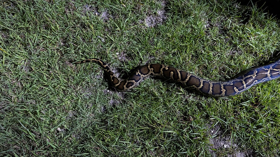 <div class="paragraphs"><p>Representative image of Indian Rock Python</p></div>