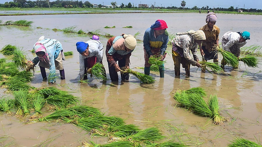 <div class="paragraphs"><p>The Nanded district, where cloudburst triggered heavy rains, resulted in maximum damage to the standing crops spread in 2.86 lakh hectares. (Representative image)</p></div>
