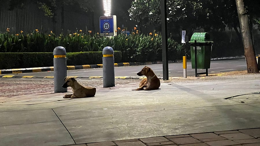 <div class="paragraphs"><p>Representative image showing stray dogs.</p></div>