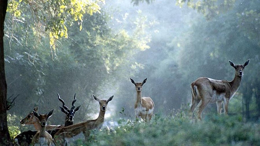 <div class="paragraphs"><p>A startled herd of deer. </p></div>