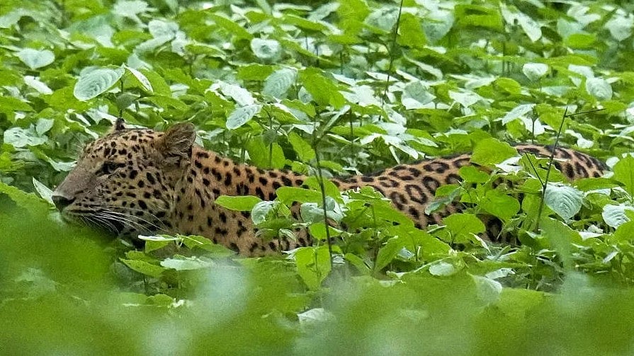 <div class="paragraphs"><p>A leopard. Image for representation.</p></div>