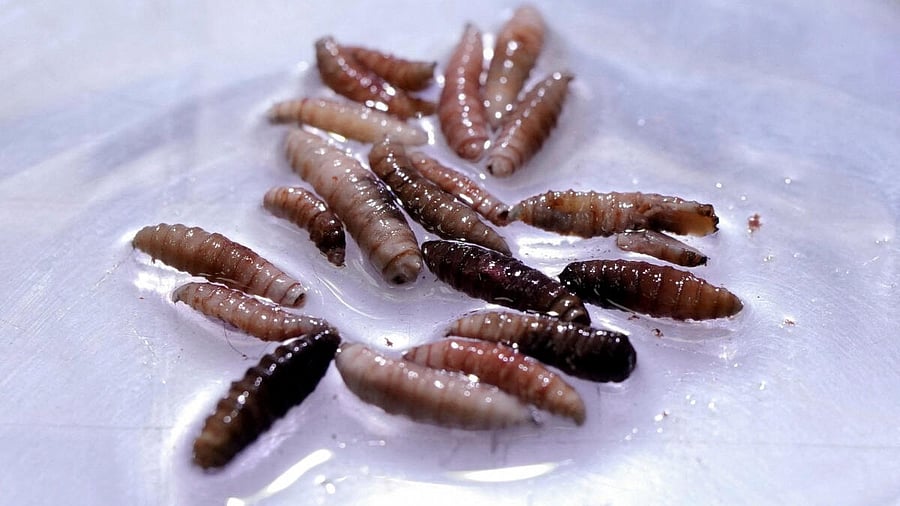 <div class="paragraphs"><p>Larvae of the screwworm fly, collected from infected cows, are observed at the COPEG sterile fly production plant, which fights the spread of the cattle screwworm, in Pacora, Panama, June 11, 2025.</p></div>