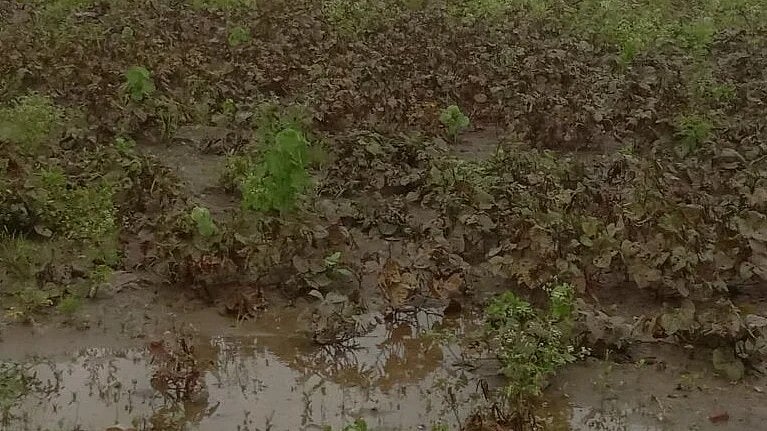 <div class="paragraphs"><p>A green gram field in Nargund taluk of Gadag district is waterlogged. </p></div>