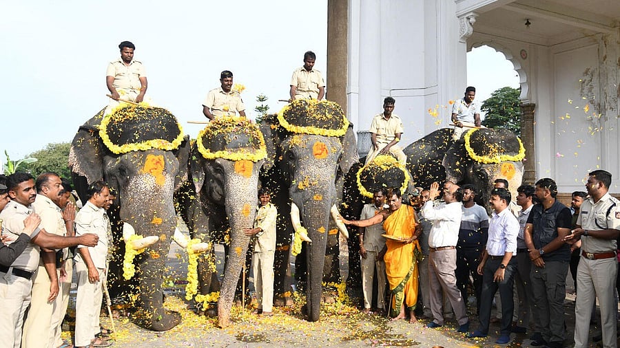 <div class="paragraphs"><p>The second batch of elephants will be taken for weight checking on Tuesday morning.</p></div>