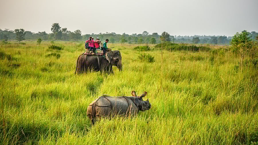 <div class="paragraphs"><p>Representative photo of grasslands.</p></div>