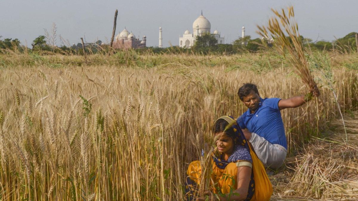 <div class="paragraphs"><p>Farmers harvesting wheat crops.</p></div>
