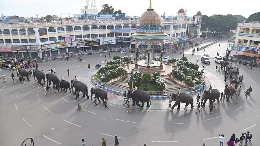 <div class="paragraphs"><p>All 14 Dasara Elephants during their training at K R Circle in Mysuru on Tuesday morning.&nbsp;</p></div>
