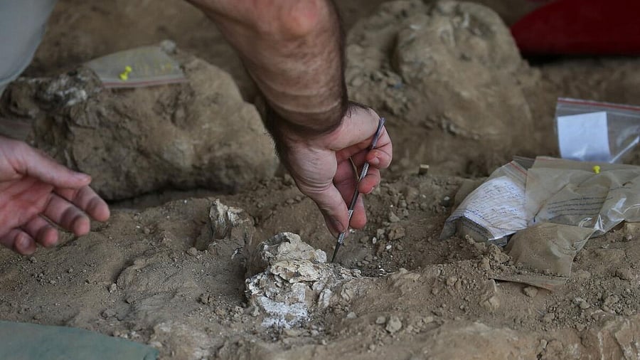 <div class="paragraphs"><p>An archaeologist works at the excavation site where a presumably dated 1.8-million-year-old lower jawbone belonging to an early species of human was found, in the village of Kvemo Orozmani, Georgia.</p></div>